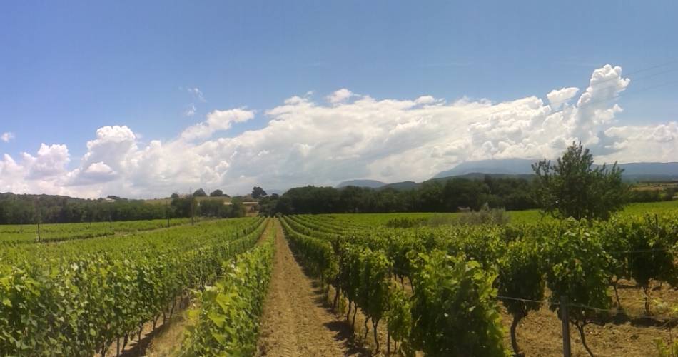 Gourmet vineyard tour - Domaine Terre de Gaulhem@Terre de Gaulhem