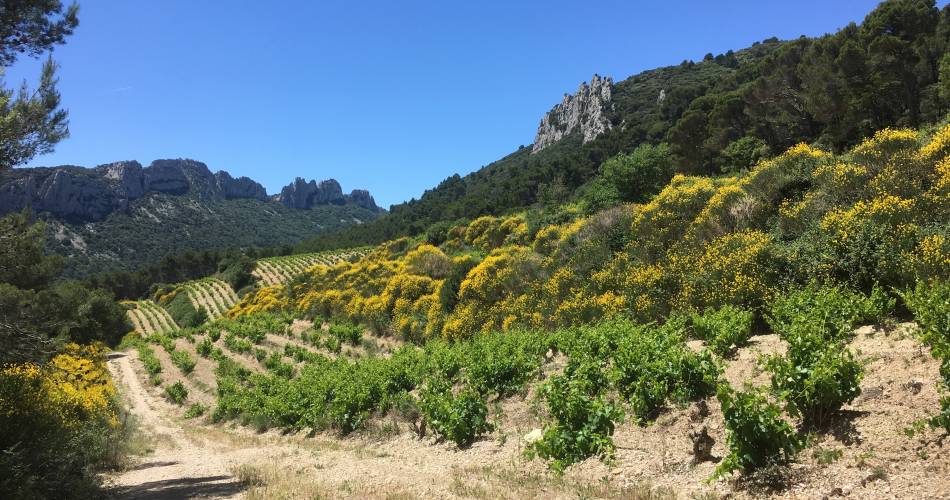 Randonner Malin : Escapade douce au cœur des massifs du Vaucluse@Randonner Malin