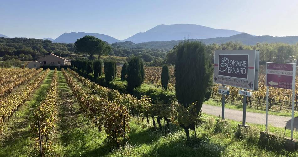 Gourmet walk and Paëlla in the vineyards@Domaine Bernard