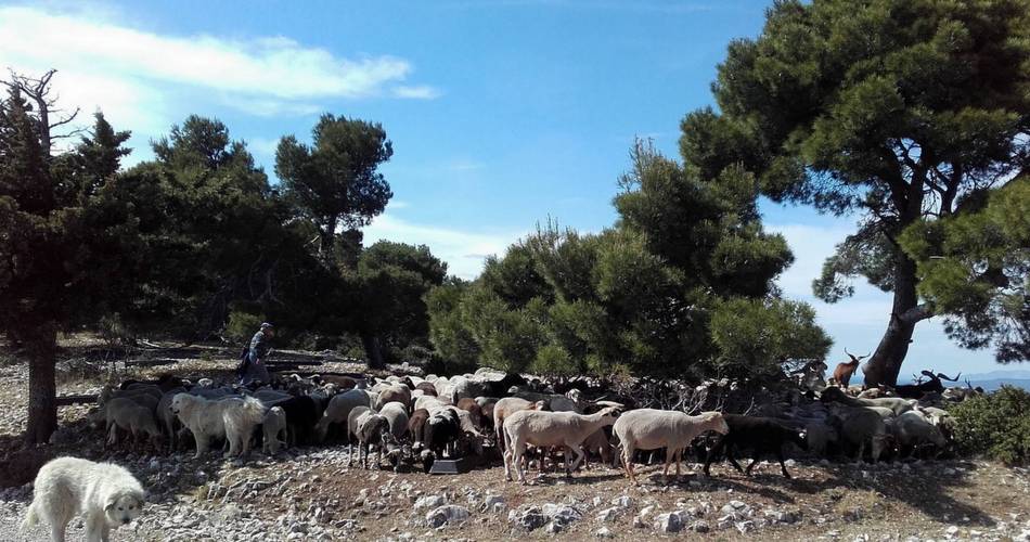 CHEVAL-BLANC - Crau des Mayorques@©Sophie Bourlon - PNR Luberon