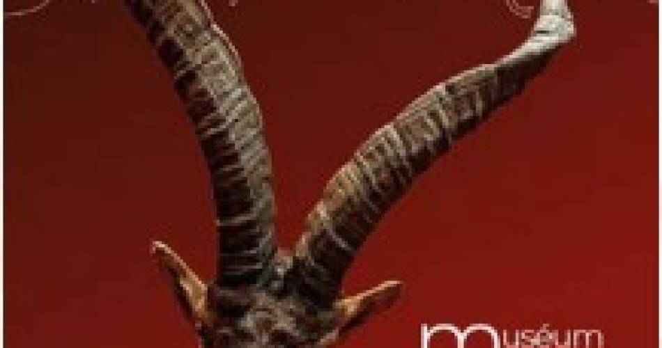 The ibex, extinct in Vaucluse and now a resident of the Alps@©Avignon Musées