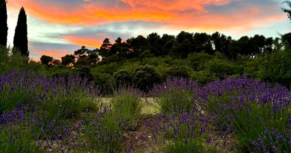 Ouverture le 5 juin 2026 . L'Oasis du Luberon - Bar à vin-@Ouverture le 5 juin 2026 . L'Oasis du Luberon - Bar à vin-_Villelaure