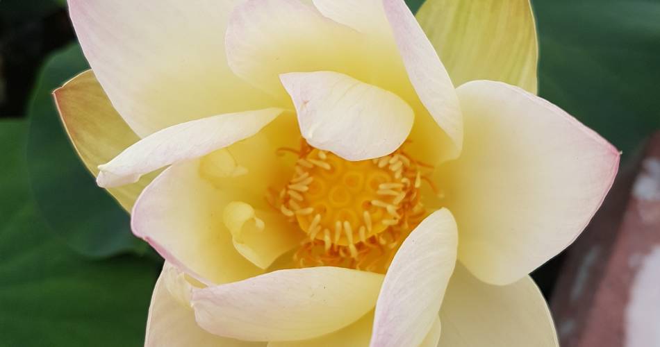 Massage Yoga Ayurveda en Luberon@Oriane Brun