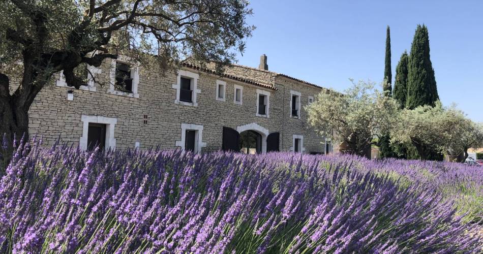 Peace, Love and Lavender au Musée de la Lavande@Musée de la Lavande Luberon
