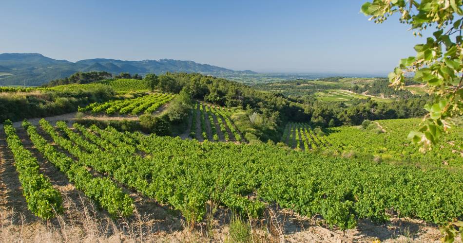 Vineyard and cellar tour - Domaine du Bramadou@Domaine du Bramadou
