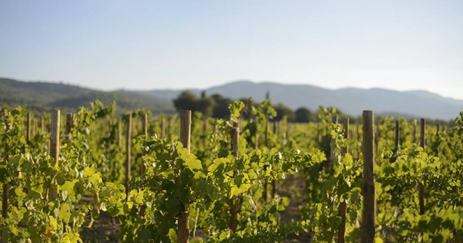 Sunsets Vignerons en Luberon au domaine de MasLauris@©Domaine de MasLauris