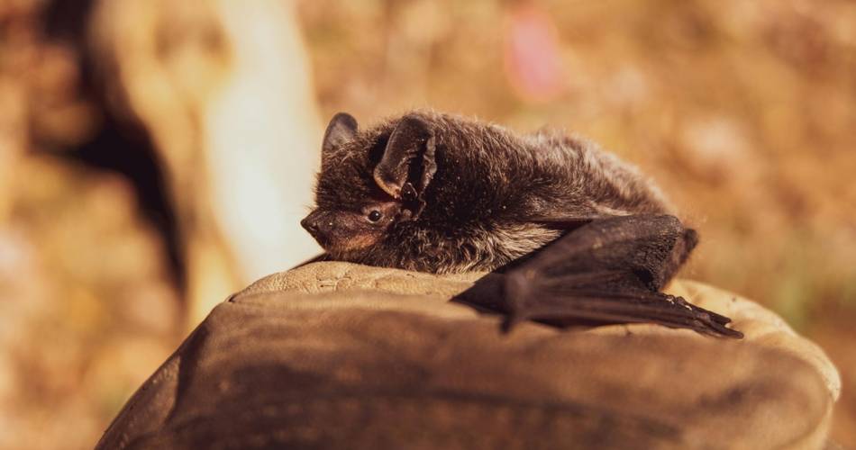 Les chauves-souris, des animaux incroyables@©Semailles