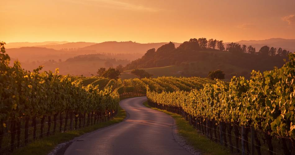 My Vino Road@My Vino Road_Villeneuve-lez-Avignon