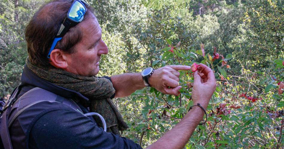 Randonnée à la découverte de la forêt et de sa biodiversité@COVE