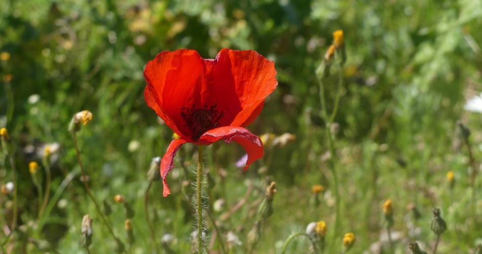 Sortie sur les plantes sauvages comestibles@Laurène MICHEL