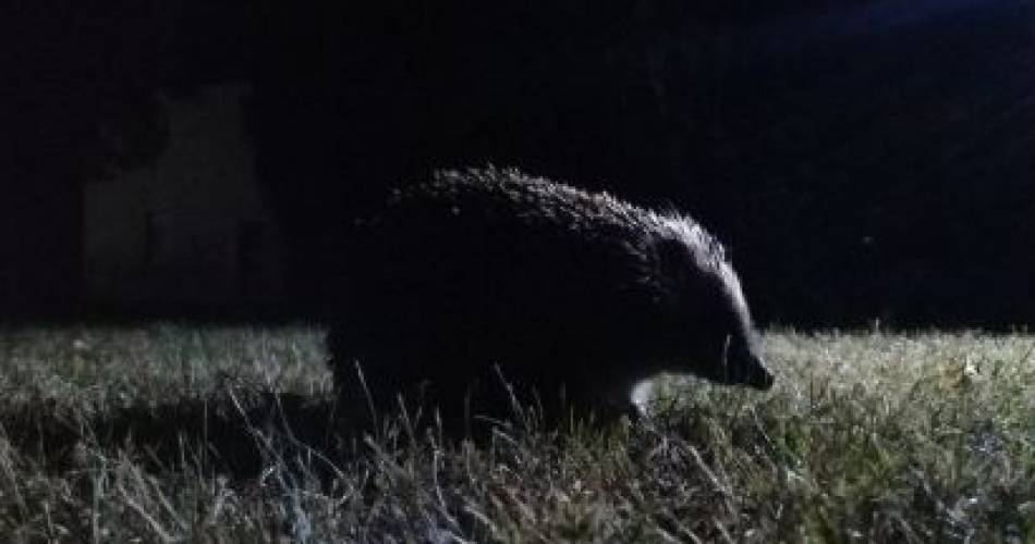 Rendez-vous Nature - La faune crépusculaire@Département de Vaucluse