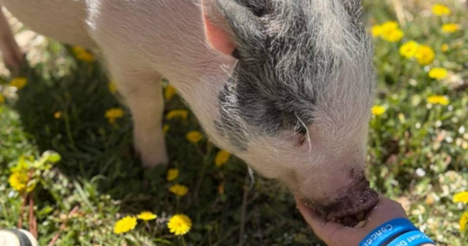 Fermes pédagogiques : nourrissage des animaux@bienvenue à la ferme