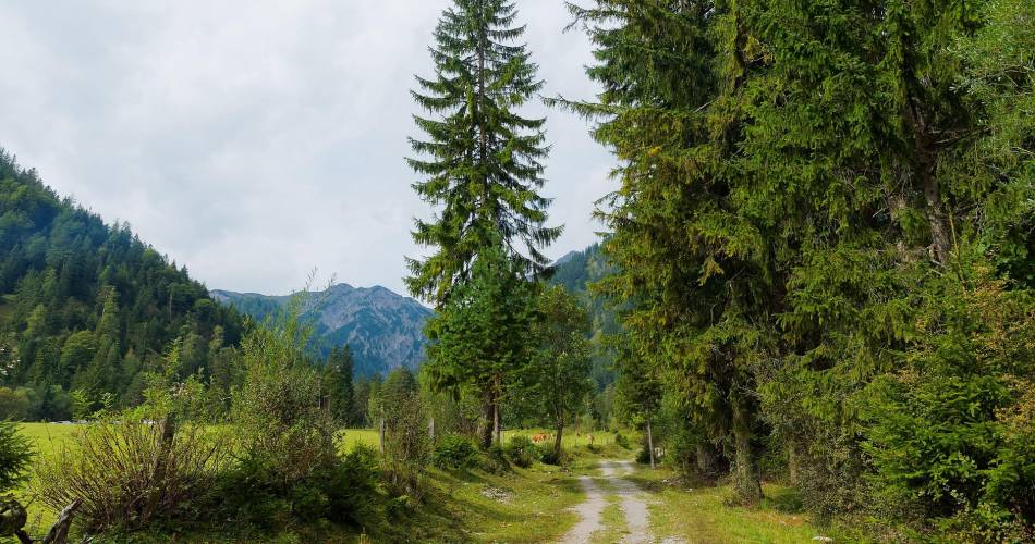 Rendez-vous Nature : Gestion de la forêt méditerranéenne@Pixabay