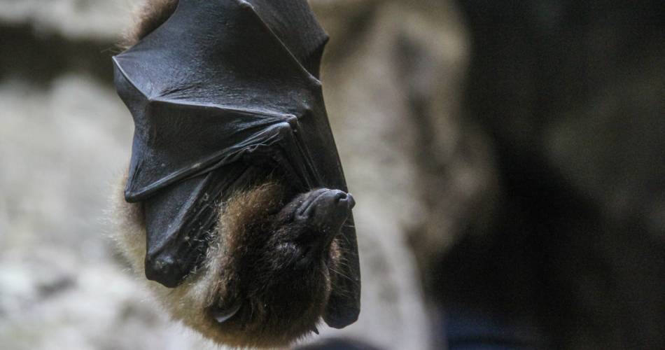 Exposition «Chauves-souris, une vie renversante»@Magnific