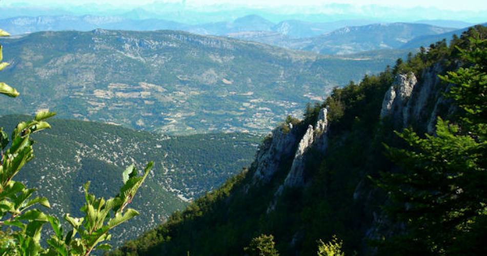 Sentier Géant de la Forêt au Mont Serein@Droits libres V. Biset - Ventoux; Jean-Henri Fabre