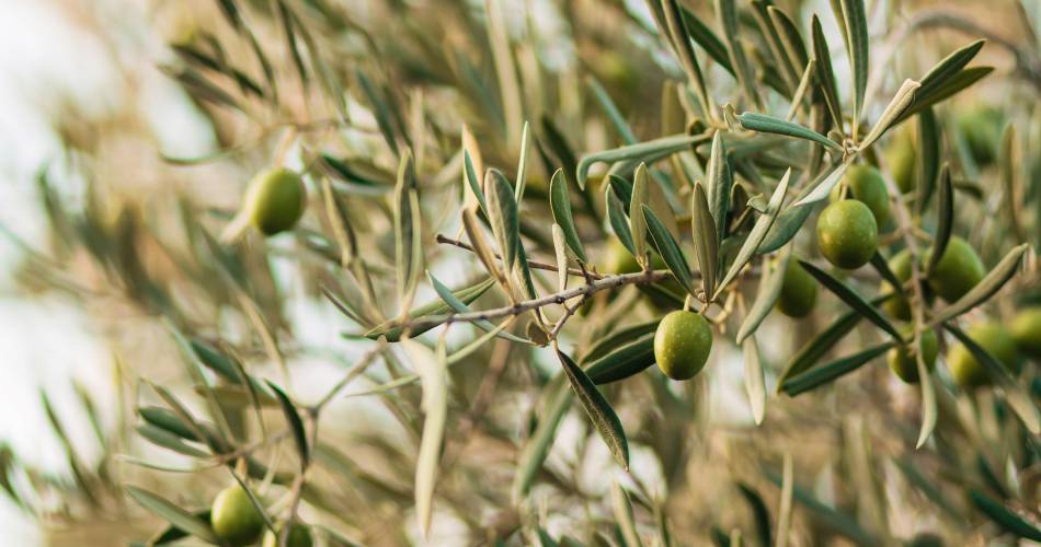 Visite d'une oliveraie Bio et dégustation d'huile d'olive à Mondragon@© Pexels