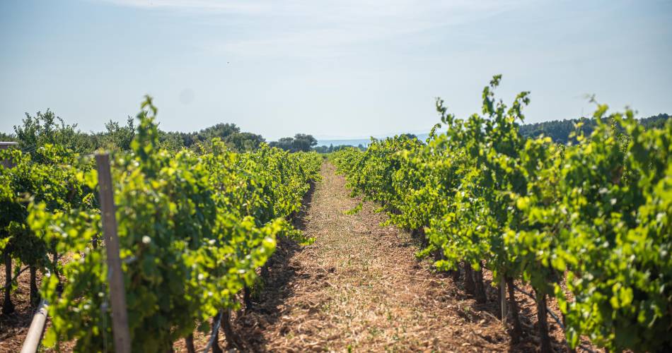 A cycle ride through the vineyards of the Julien de l'Embisque estate@© Provence Côté Rhône