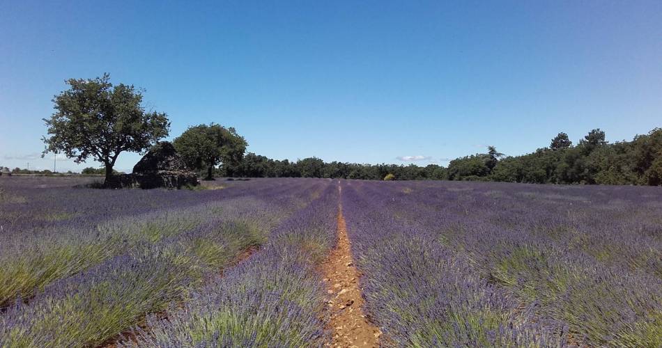 SAIGNON - Plateau des Claparèdes et sources de l'Aiguebrun@©Eric Garnier - PNR Luberon