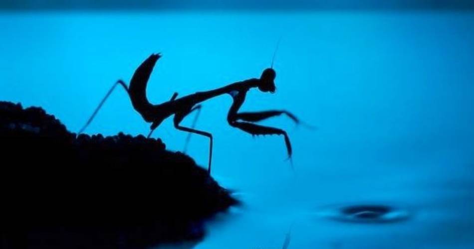 Naturveranstaltung „Sterne und Insekten“  – Le Naturoptère@Pinterest