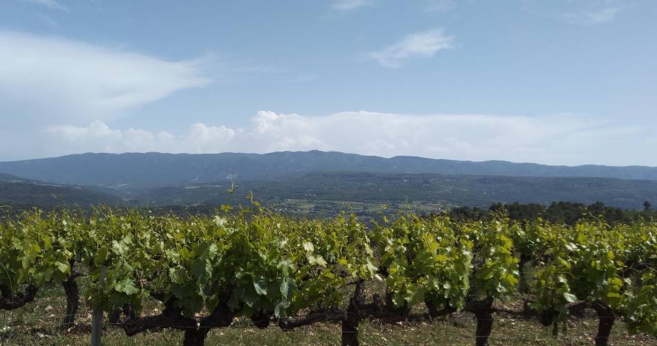 Domaine du Puy Marquis@© Domaine du Puy Marquis
