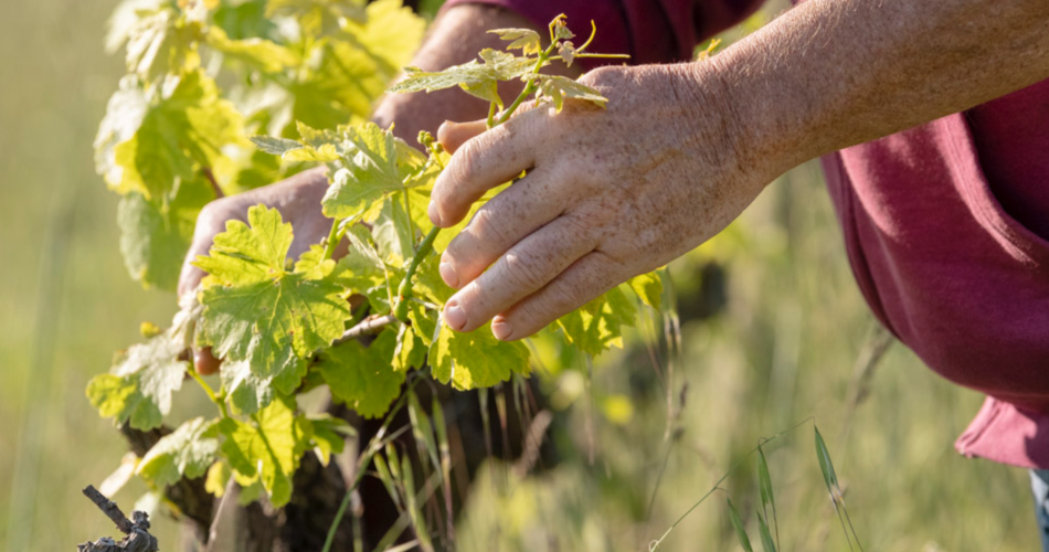 Conférence autour du vin : «le calme avant la tempête»@Pierre JAUFFRET Château Terre Forte