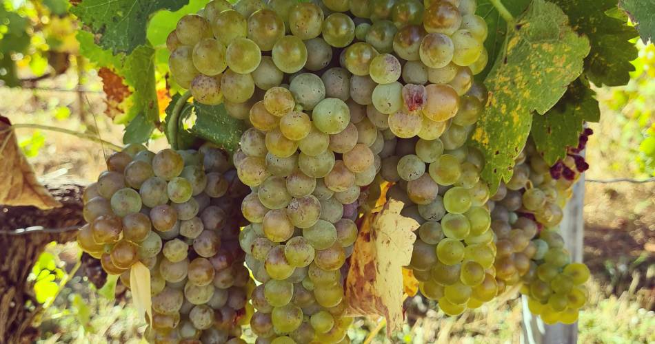Domaine Orgâmic by Vins de copains@© Orgamic