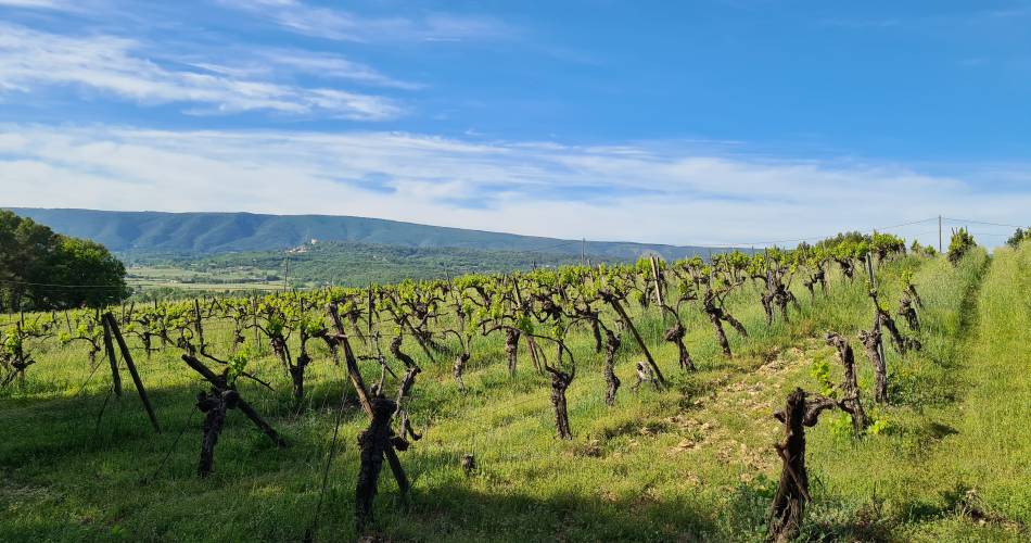 Domaine Orgâmic by Vins de copains@© Orgamic