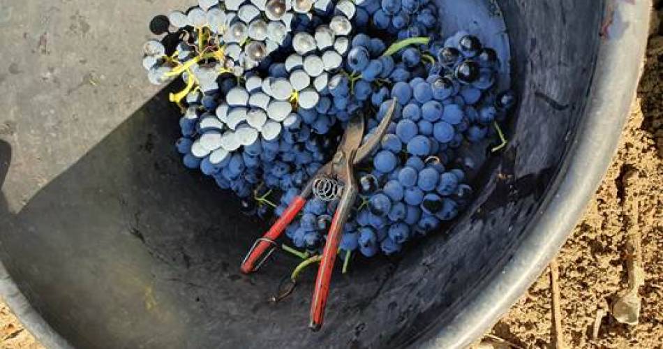 Fête des vendanges@Céline Barbaud