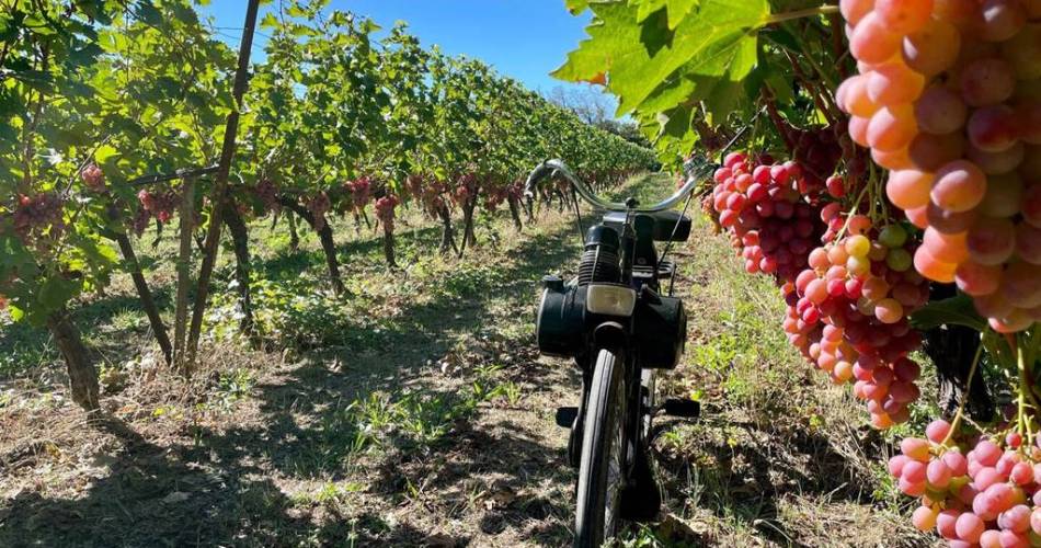 Balade en solex et dégustation de vin@© Domaine des Favards