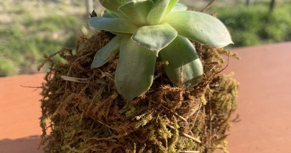 Créations végétales – Créer son kokedama@©Semailles