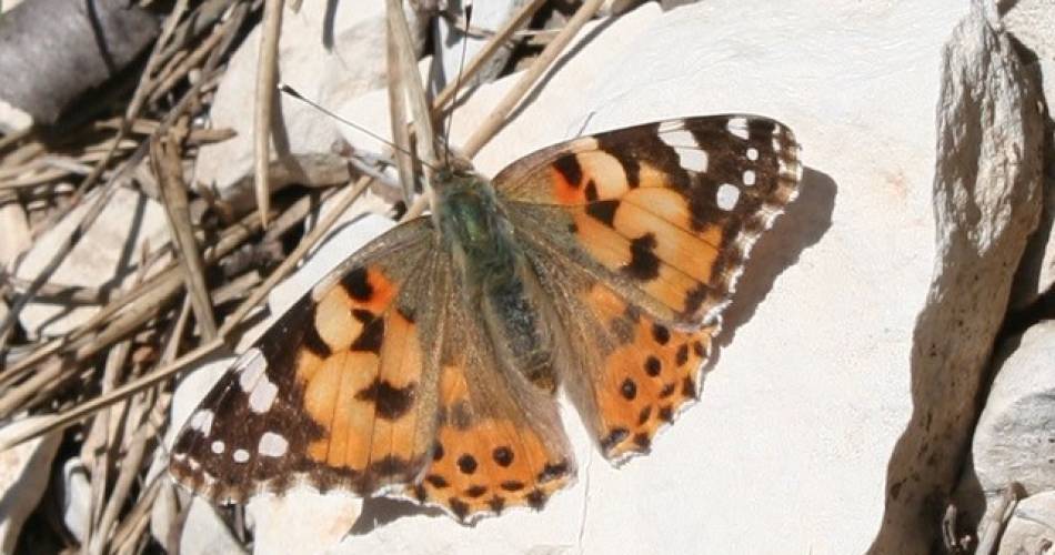 Les papillons de la colline de la Bruyère @© Françoise Thurel
