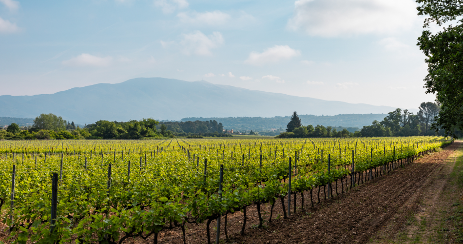Vignobles en Scène :  Découverte du vignoble en vélo électrique@Château La Croix des Pins