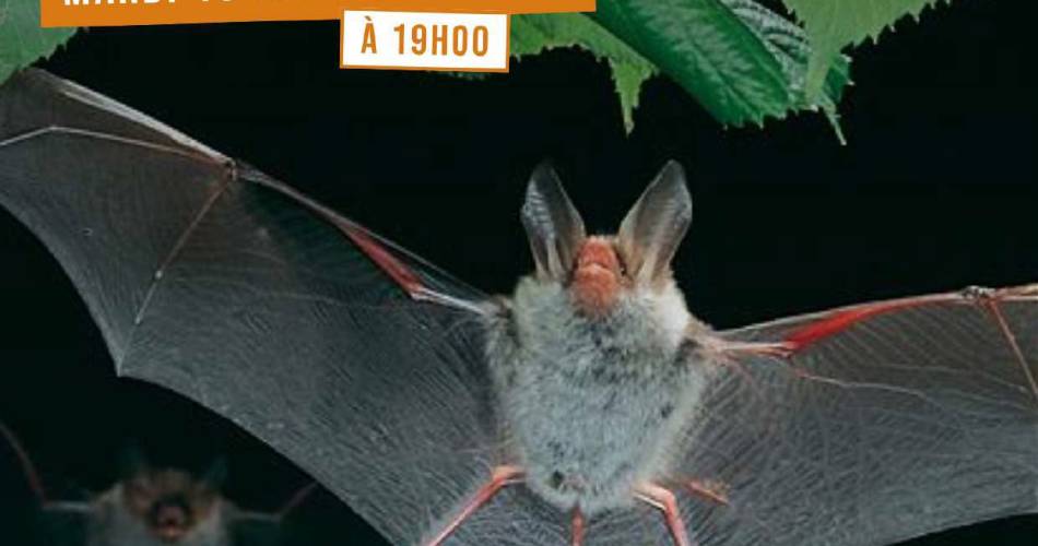 Chauves - Souris et zones humides, une relation étroite@CEN