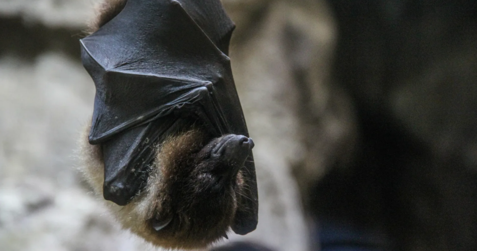 Exposition «Chauve-souris, une vie renversante»@Magnific (Freepik)