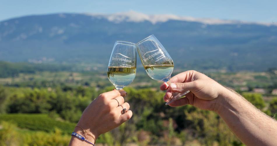 Vignobles en scène : Visite du chai de biodynamie@©TerraVentoux