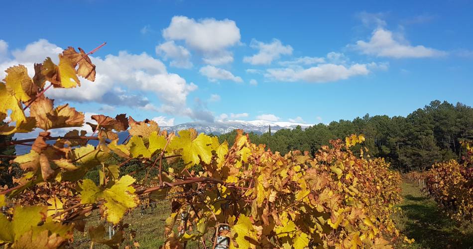 Vignobles en scène : Journée en immersion avec le vigneron au Domaine Childeric@©Domaine Childeric