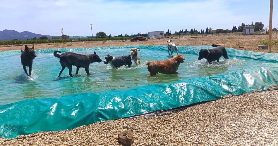 Parc aquatique canin@© Refuge Éco-sauvetage