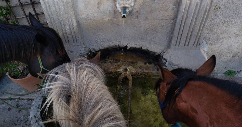 Ecurie des murmures - La relation Cheval-Humain au coeur du Luberon@Charlotte Barrau
