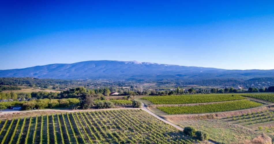 Festival Ventoux Saveurs : Balade vigneronne et dégustation@©Parc Naturel et Régional du Mont Ventoux
