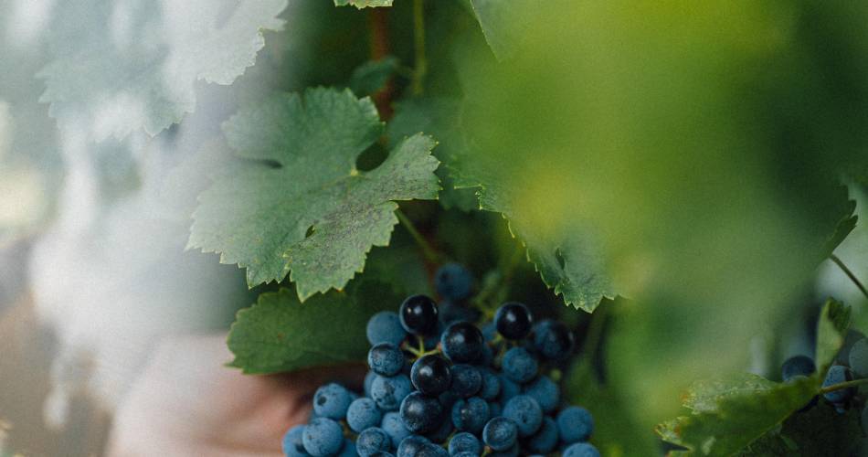 Festival Ventoux Saveurs : Visite expérience vendanges et pique-nique@©Château Pesquié