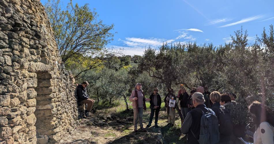 Festival Ventoux Saveurs : Balade contée entre oliviers et pierres sèches@©Parc Naturel et Régional du Mont Ventoux
