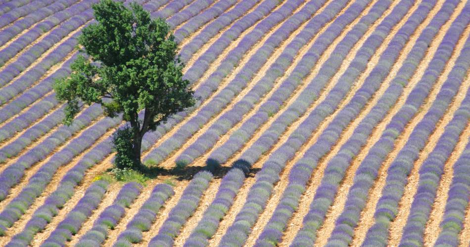 Festival Ventoux Saveurs : Conférence "Histoire, senteurs et saveurs des lavandes"@©Parc Naturel et Régional du Mont Ventoux