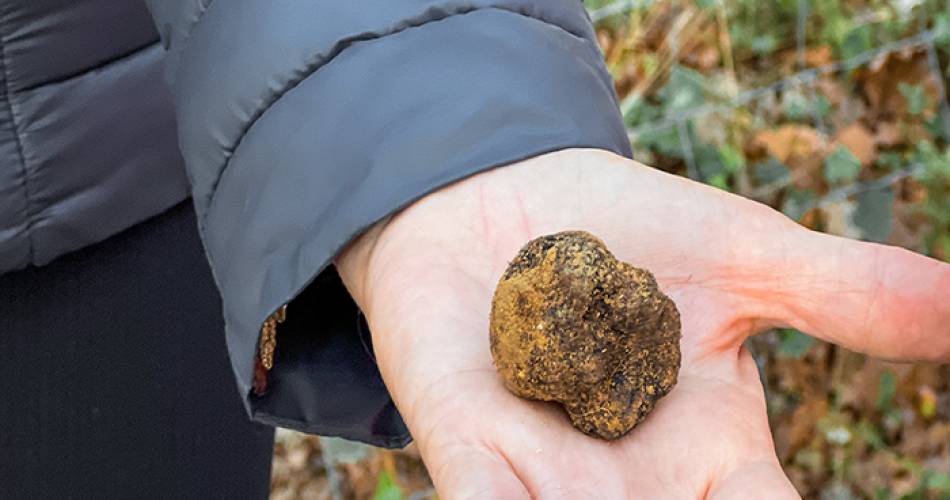 Balade gourmande et Dégustation de truffe@Destination Luberon