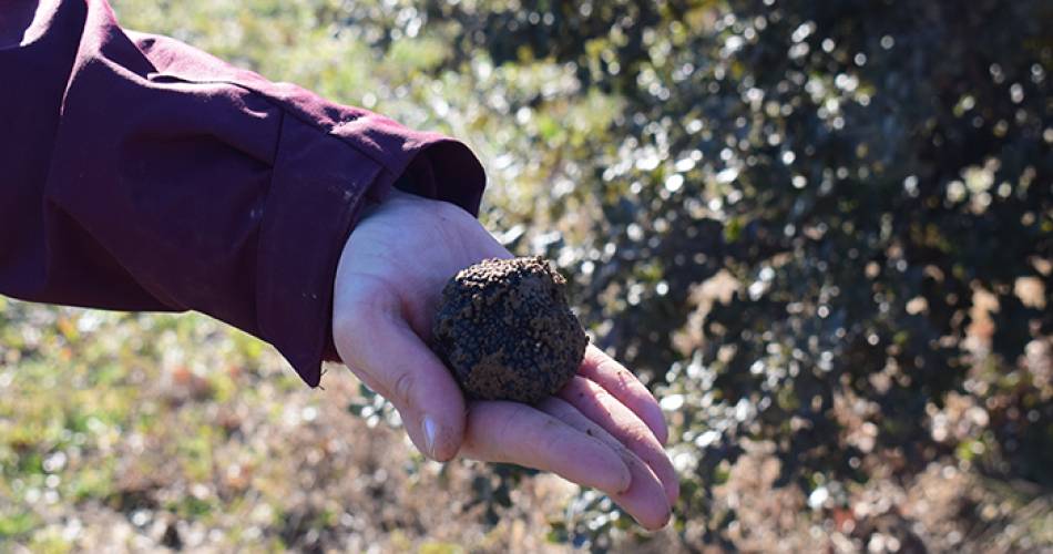 Balade gourmande, cavage et dégustation de truffe@Destination Luberon