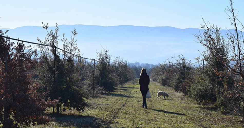 Balade gourmande, cavage et dégustation de truffe@Destination Luberon
