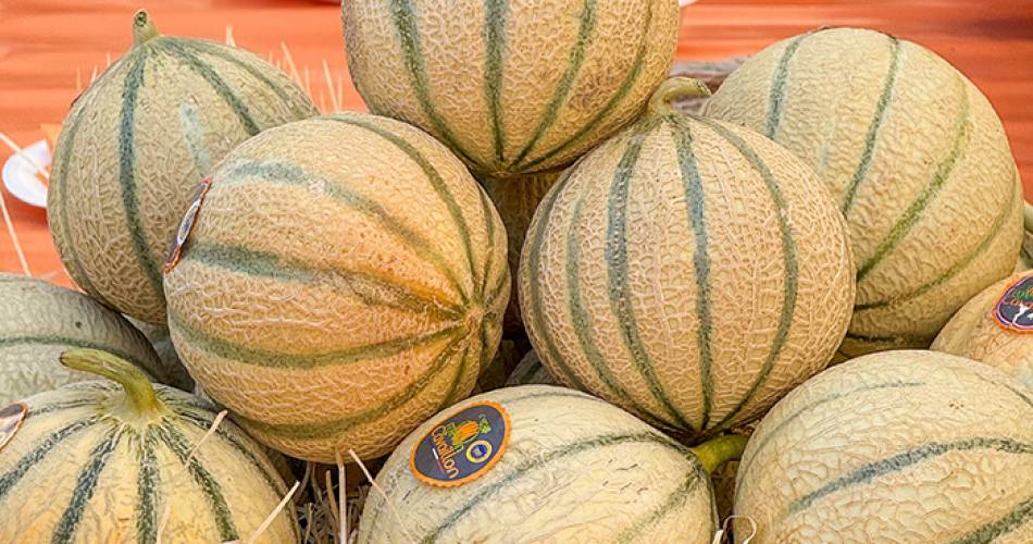 Conférence : Le melon se la raconte@La Baptistine de Gordes