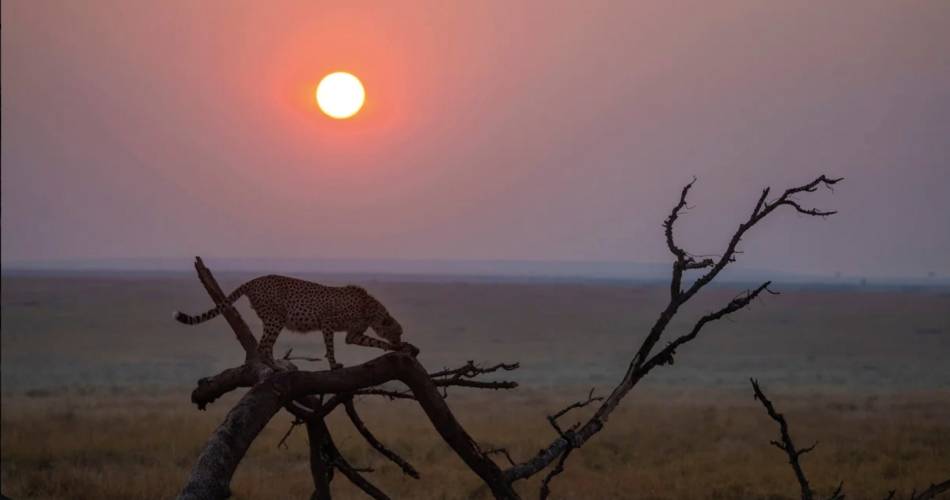 Les secrets de la photographie animalière@Franck Bordas