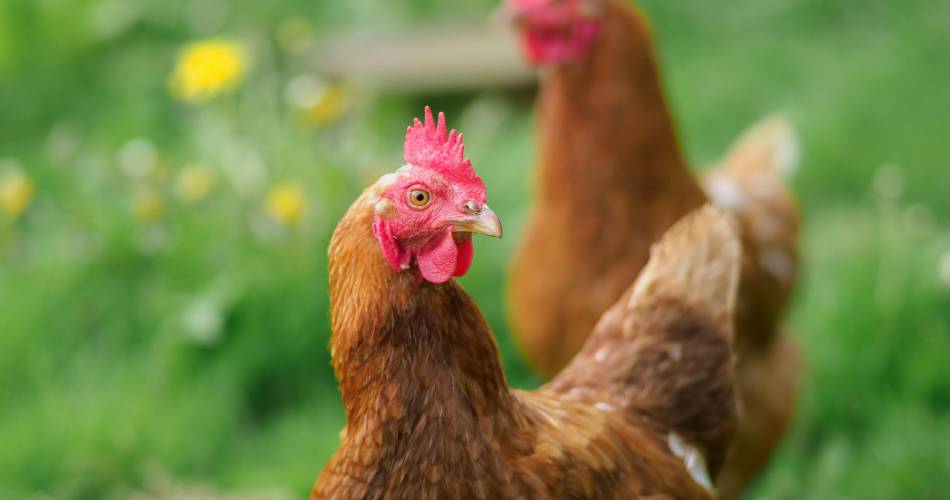 Visite découverte de la ferme Mas Ribelly@Pexels