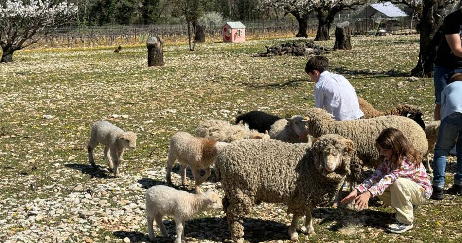 Festival Ventoux Saveurs: Kunstwerk tussen de dieren@PNR Ventoux