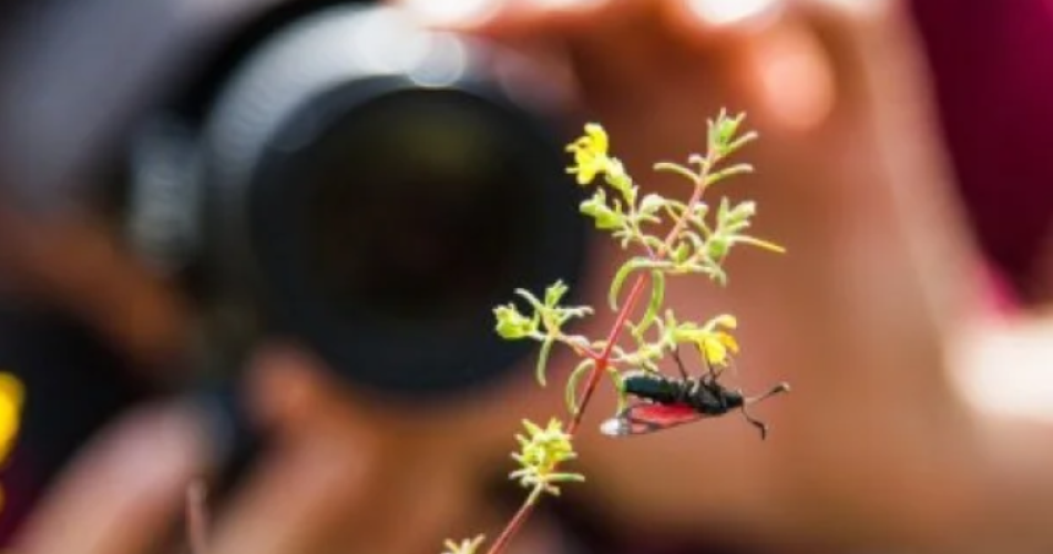 LA PHOTOGRAPHIE NATURE: DE L’ILLUSTRATION À L’ART@©David Tatin